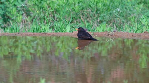 Common blackbird Drinking water