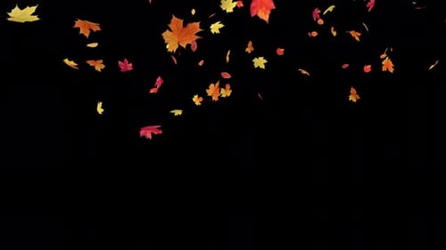 Maple Fall on Alpha 4K