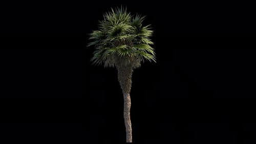 Realistic Swaying Palm Tree Element