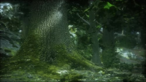 Tree Roots and Sunshine in a Green Forest