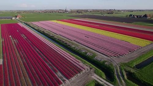 Aerial view of colorful tulip fields and church in Workum, Netherlands.