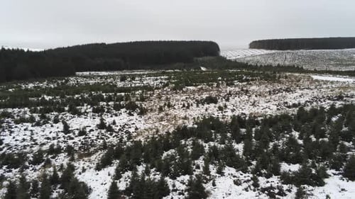 Aerial snowing winter forestry landscape coniferous fairy tale snow white forest landscape left pan