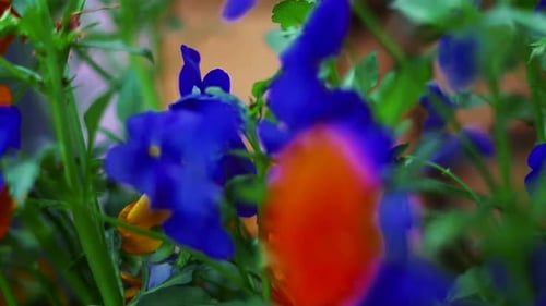 Colorful flowers in a pot in the garden