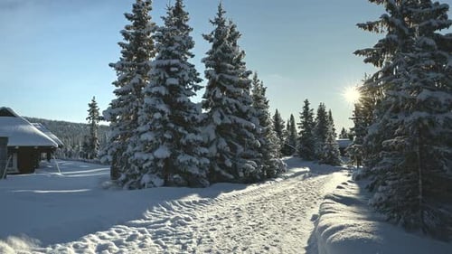 Morning sun illuminates a snowy forest trail in a peaceful Nordic winter retreat, Sjusjøen, Norway