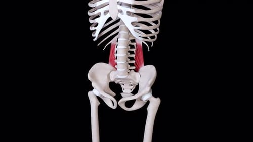 Human psoas major muscle movement shown on 3d medical skeleton