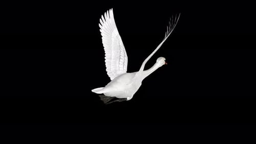 Cisne blanco, ave acuática salvaje, bucle volador, ángulo trasero aéreo de cerca, canal alfa, 4K