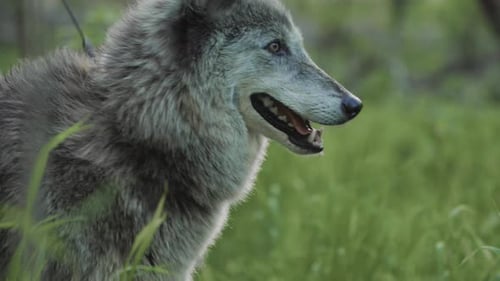 Gray Wolf Panting in Summer Forest