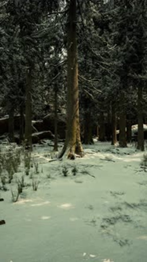 Snow Covers a Peaceful Forest with Tall Trees in Winter