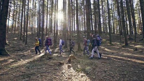 Group of Trekkers Walking in Sunny Woods