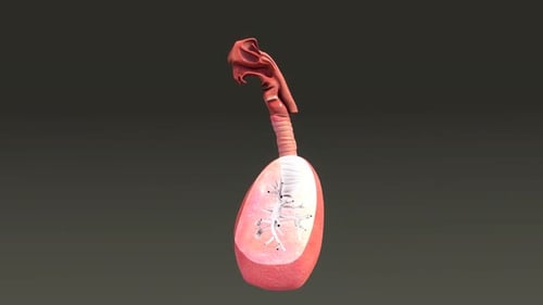 3D Animation of Human Lungs and Respiratory System