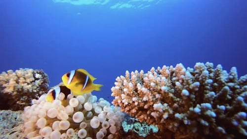 Clownfish Swimming Amongst Coral Reef