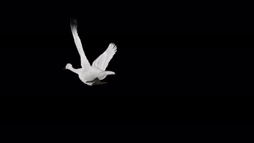 White Swan - Wild Waterfowl Bird - Flying Over Screen - II - Back Low Angle - Alpha Channel - 4K