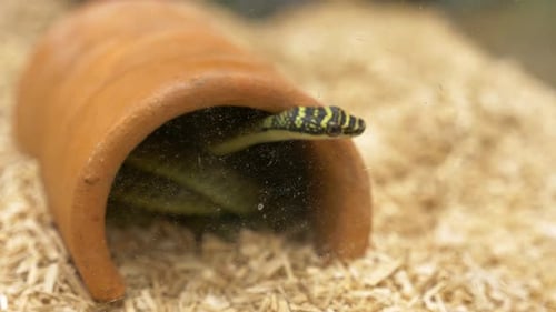Partiellement cachée dans un pot brun, une couleuvre arborescente dorée Chrysopelea ornata sort la tête, i