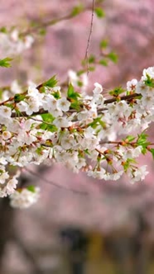 Blooming Sakura Cherry Blossom