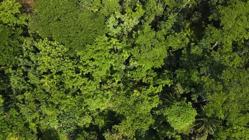 Green rainforest tree tops in brazil