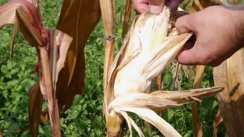 Hands Peel Ripe Ear of Corn from Stalk