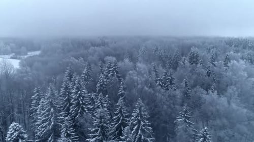 Aerial shot of a pine forest in winter, covered in snow. A snowy landscape