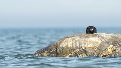 A Seal is Peacefully Resting on a Rock By the Ocean Enjoying the Sun