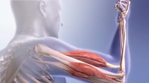 Human Arm Bicep Tricep Muscle Contraction Anatomy 3D Animation