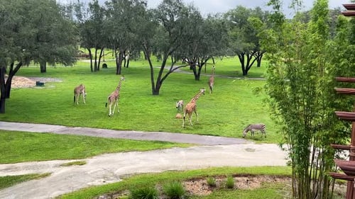 Waking Up at Disney's Animal Kingdom Lodge to Zebras, Giraffes and other Animals walking outside our