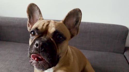French bulldog face close-up. Pet at home look at something