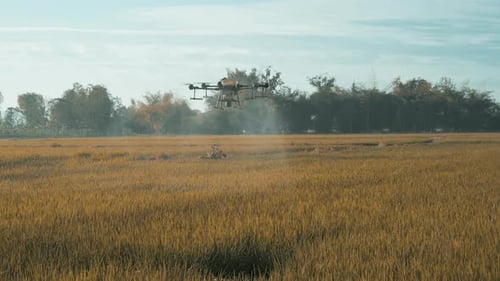Drone Sprays Rural Agricultural Field With Mist