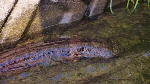 Japanese Giant Salamander Andrias Japonicus walking slowly through river