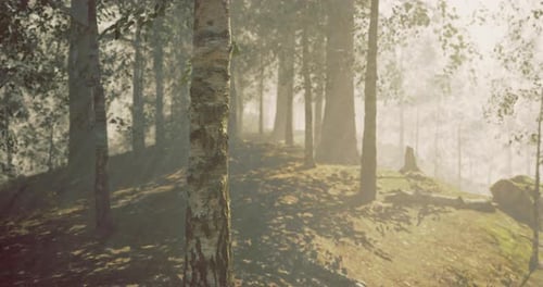 Sunlight Filters Through a Serene Forest in Early Morning Mist