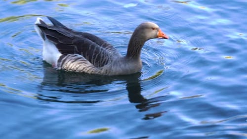 Duck Swimming Gracefully in Calm Blue Water