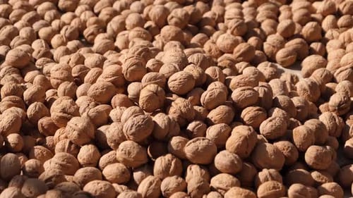 Dried Walnuts