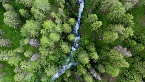 A forest with a flowing river cutting through dense green trees and lush vegetation , aerial view