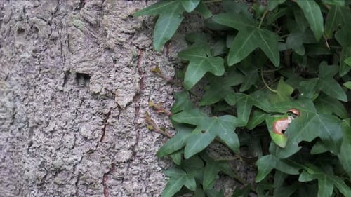 Tree trunk with leaves growing up one side