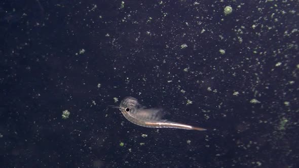 Close-up of