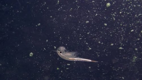 Plan rapproché d'un « singe de mer » ou d'une crevette saumurée (artémie) nageant sous l'eau.