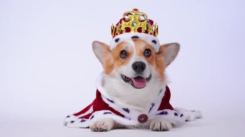 Corgi Lying Down Wearing a Crown and Robe