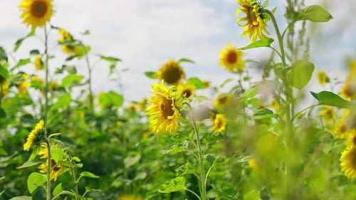 Field of Sunflowers sway in warm summer breeze Low angle Slow motion