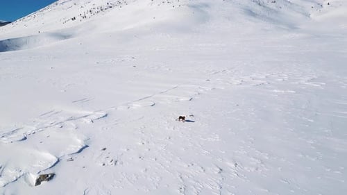 A dog in the mountains during winter on a sunny day. White snow landscape