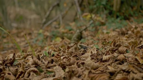 Autumn Leaves on Forest Floor, Falling Leaves