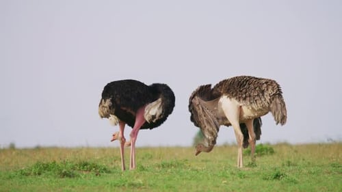 Zwei Strauße beim Putzen und Futtersuchen in der afrikanischen Savanne aus nächster Nähe