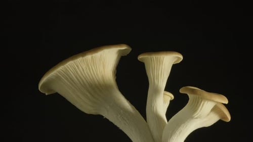 Fresh oyster mushrooms rotating against a black backdrop