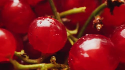 Tasty Redcurrant with Green Twigs at Bright Light Closeup