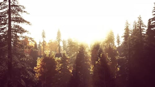 Sunlight in Spruce Forest in the Fog on the Background of Mountains at Sunset