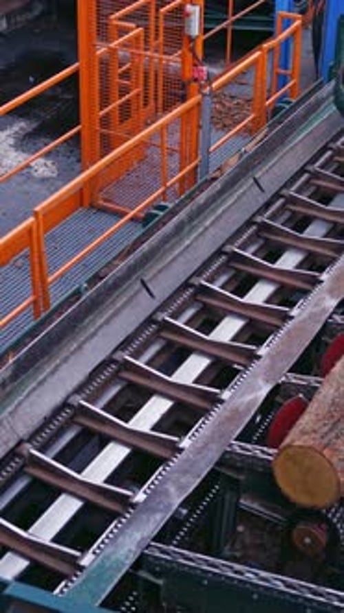 Logs Moving on Automated Lumber Mill Conveyor