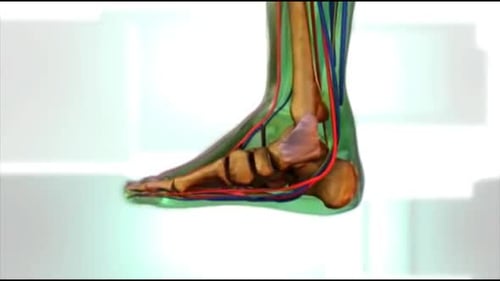 3D Human Foot Anatomy Medical Animation
