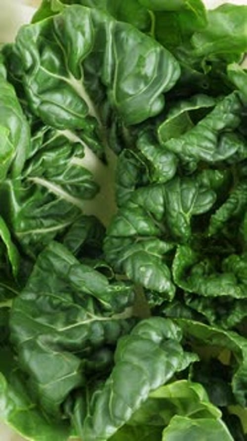 Feuilles de chou vert Pok Choy en rotation verticale