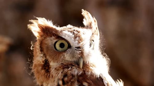 Close up of a cute and fuzzy Eastern Screech Owl