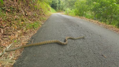 Große Teppichschlange, die eine verlassene Straße überquert, australische Python, auch bekannt als Morelia Spilota