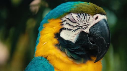 Nahaufnahme eines majestätischen blau-gelben Aras, der sein Auge öffnet