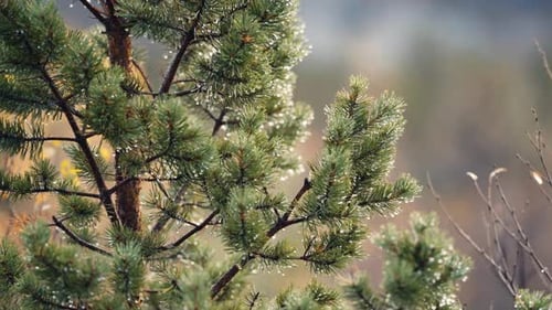 A close-up shot of the pine tree after the rain. Raindrops hang on the pine needles. Slow-motion, pa