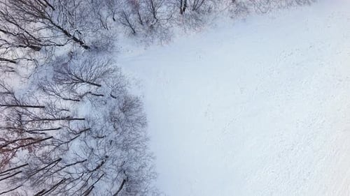Towering forest trees, winter woodland wonderland, picturesque scenery